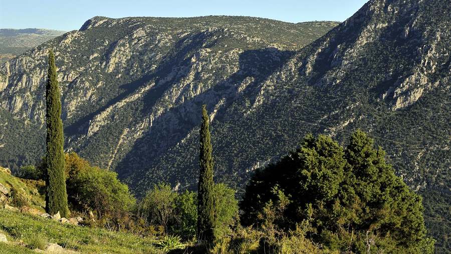 Rocky mountain gorge with cypress trees in the landscape around Delphi in Central Greece