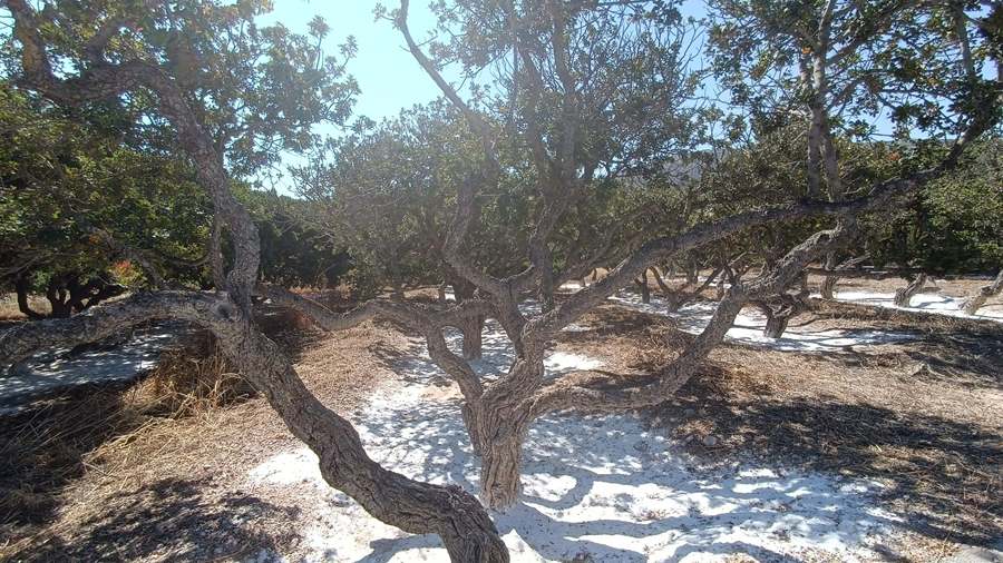 A mastic tree with a twisted trunk over pale ground on Chios, a sight on a Chios tour