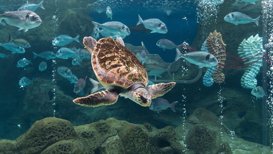 A loggerhead sea turtle swims among sea bream in a blue tank seen with Cretaquarium tickets