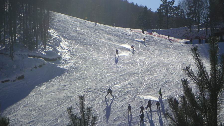 Skiers and snowboarders on the slope of the Elatochori ski resort among pine trees
