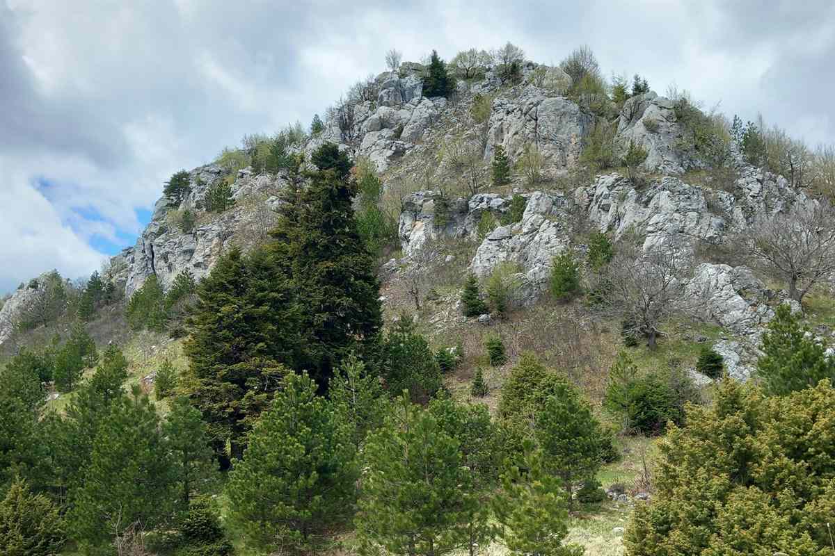 A rocky peak above conifer trees in the mountains of Grevena, a view on a Grevena tour