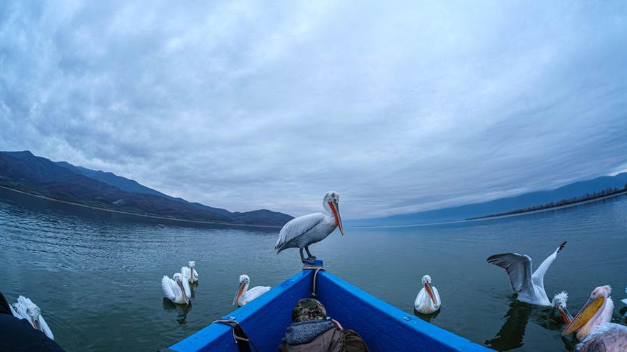 Pelicans on the water beside a small boat on Lake Kerkini, a common sight on a Lake Kerkini tour