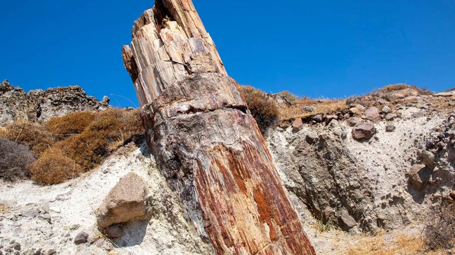 The trunk of a petrified tree standing in pale rock on Lesbos, a stop on a Lesbos tour