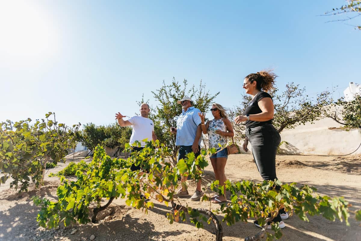 A host shows visitors the low bush vines growing in sandy soil at a farm on a Mykonos wine tour