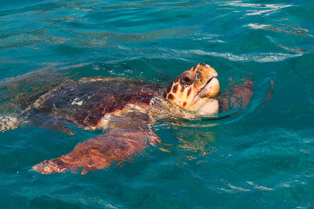 A loggerhead sea turtle lifts its head above the turquoise water of Laganas Bay on a Zakynthos turtle boat tour